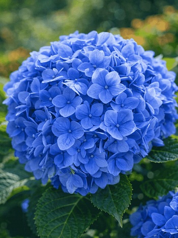 Гортензия крупнолистная Mini Penny