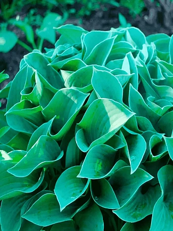 Хоста Blue Cadet