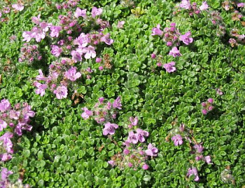 Тимьян ранний Минор