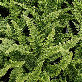 Щитовник родственный