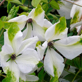 Клематис ботанический Альба