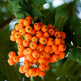 Рябина Солнечная (Дочь Кубовой)