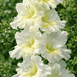 Гладиолус Мурманск