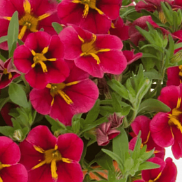 Калибрахоа Rave Cherry 23