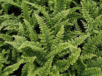 Щитовник родственный