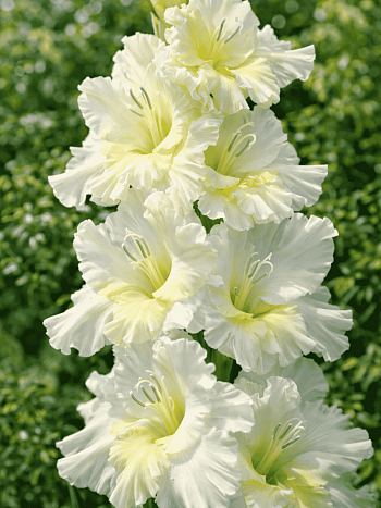 Гладиолус Мурманск