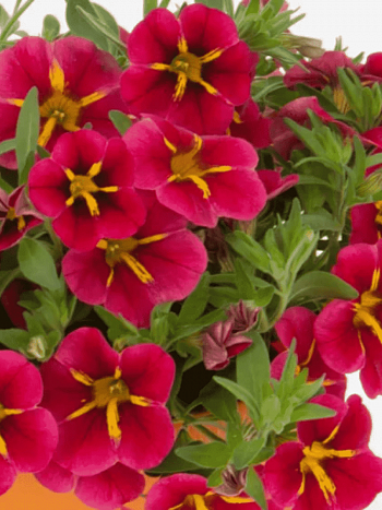 Калибрахоа Rave Cherry 23