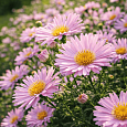 Астра кустарниковая Peter Harrison