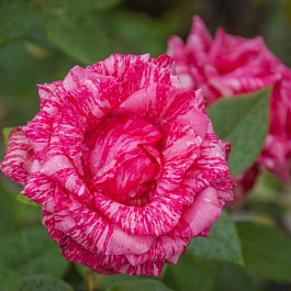 Роза флорибунда Фреска Константина Роза флорибунда Фреска Константина