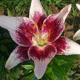 Лилия азиатская Танго Строберри энд Крим