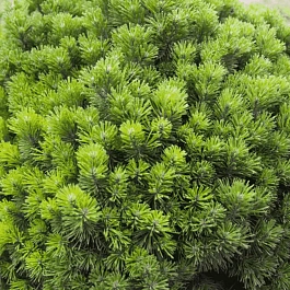 Сосна горная Allgau