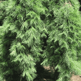 Сосна густоцветковая Pendula