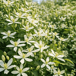 Клематис Early Snow