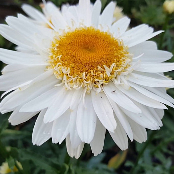 Нивяник великолепный