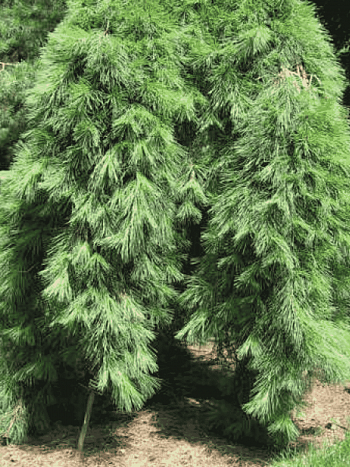 Сосна густоцветковая Pendula