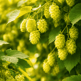 Хмель обыкновенный Aureus