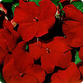 Бальзамин Баланс Ред