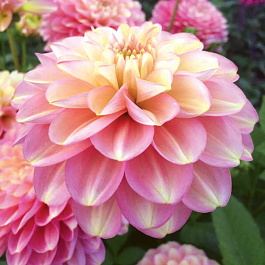 Георгина Декоративная Милена Ф