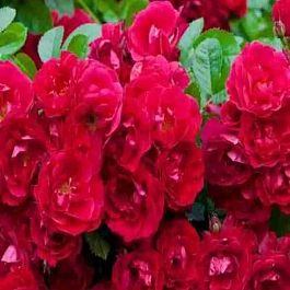 Роза Почвопокровная Rote The Fairy