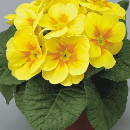 Примула Hethor Yelloy