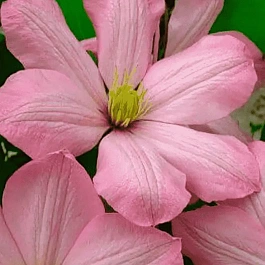 Клематис гибридный Ai-Nor