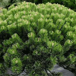 Сосна горная Pumilio