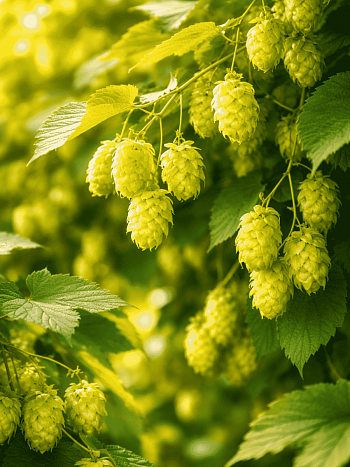 Хмель обыкновенный Aureus
