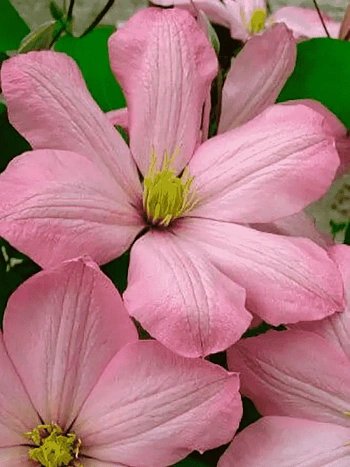 Клематис гибридный Ai-Nor