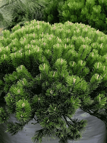 Сосна горная Pumilio