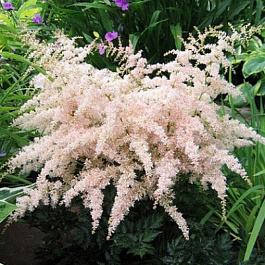 Астильба простолистная Тач оф Пинк