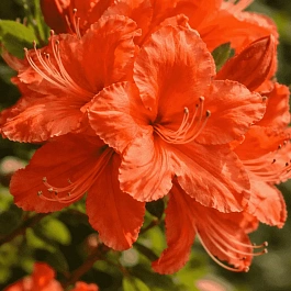 Азалия крупноцветковая Mandarin Lights