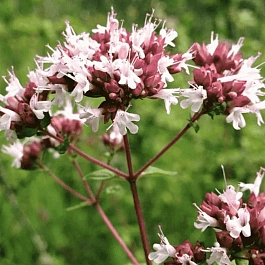 Душица аманская