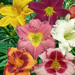 Лилейник mix