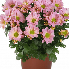 Хризантема Breeze Princess