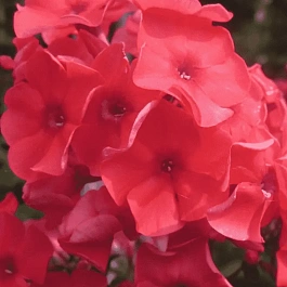 Флокс метельчатый Tequila Sunrise