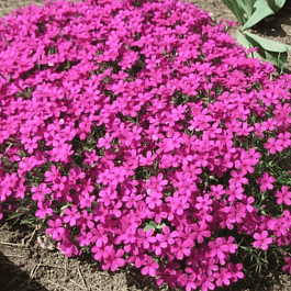 Флокс шиловидный Temiscaming