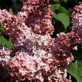 Сирень обыкновенная Мулатка Сирень обыкновенная Мулатка