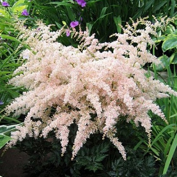 Астильба простолистная Тач оф Пинк
