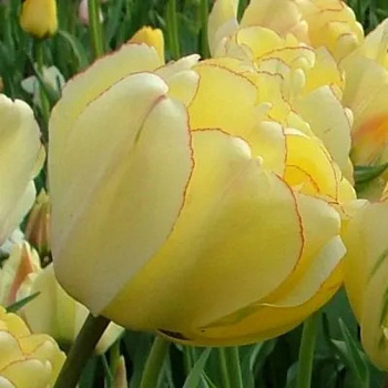Тюльпан махровый поздний Акэбоно