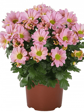 Хризантема Breeze Princess