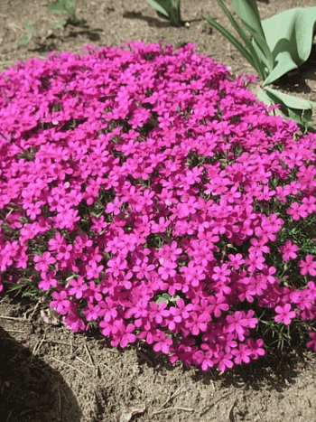 Флокс шиловидный Temiscaming