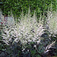 Астильба простолистная Darwin's Snowsprite