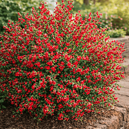 Ракитник венечный Boskoop Ruby