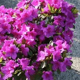 Рододендрон тупой Königstein