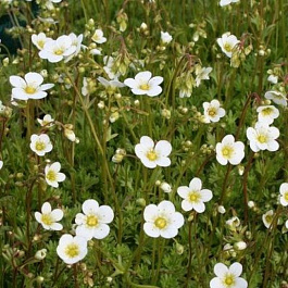 Камнеломка Арендса Шнитеппих