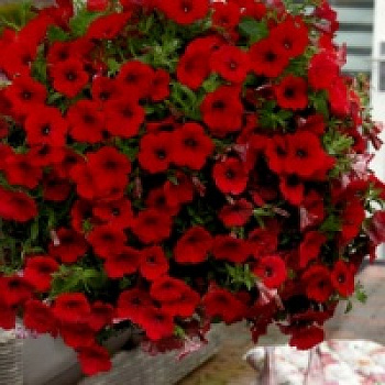 Петуния ампельная F1 Изи Вейв	Ред