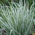 Райграс бульбоносный Variegatum