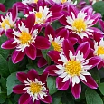 Георгин Dahlietta Surprise Becky