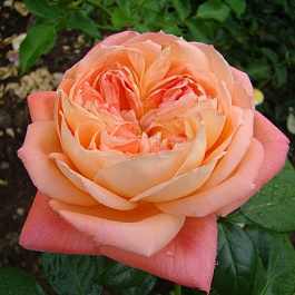 Роза чайно-гибридная Квин оф Бермуда