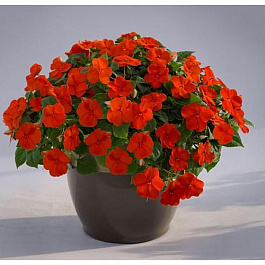 Бальзамин Лоллипоп Оранж